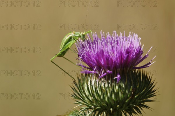 Grasshopper on a thistle, Germany, Europe