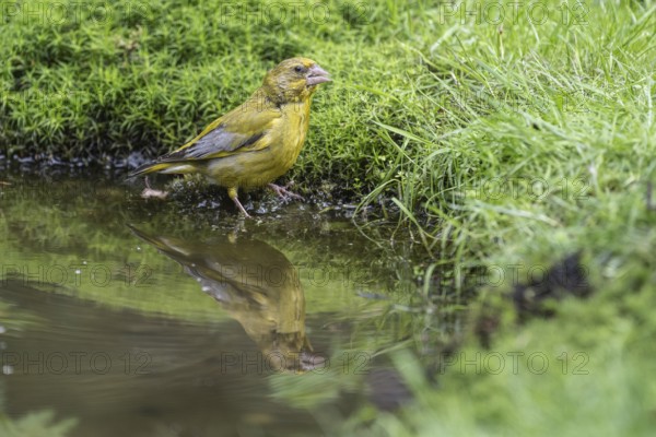 European greenfinch (Carduelis chloris) at the watering hole, Emsland, Lower Saxony, Germany, Europe