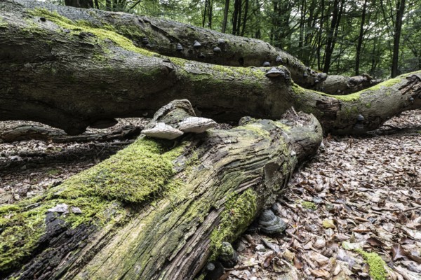 Deadwood with tinder fungus (Fomes fomentarius) in beech forest (Fagus sylvatica), Emsland, Lower Saxony, Germany, Europe