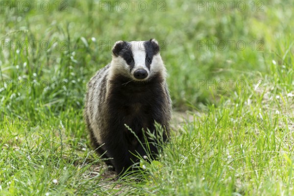 A badger stands attentively in a green meadow and looks head-on, european badger (Meles meles), Germany, Europe