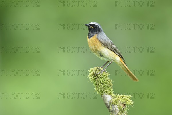 Redstart (Phoenicurus phoenicurus), Bird of the Year 2025, male on mossy branch, songbird, wildlife, Siegerland, North Rhine-Westphalia, Germany, Europe