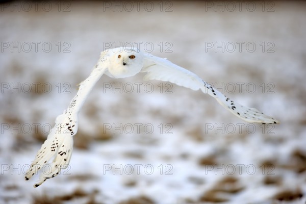 Snowy Owl, Snowy Owl (Nyctea scandiaca), adult flying in winter, snow, Zdarske Vrchy, Bohemian-Moravian Highlands, Czech Republic, Europe