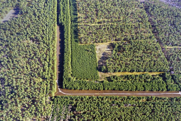 Grenz Knick, Großer Grenzknick, Gartenschläger Knick, border, inner-German, forest, GDR, FRG, victim, Michael Gartenschläger, Schleswig-Holstein, Mecklenburg-Western Pomerania, Germany, Europe