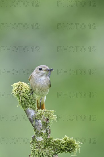 Common redstart (Phoenicurus phoenicurus), female with insect in beak on moss-covered branch, songbird, wildlife, Wilnsdorf, North Rhine-Westphalia, Germany, Europe