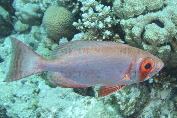 Pink fish with big eyes, reef big-eye perch (Priacanthus hamrur), swimming between corals in clear water, dive site Small Gifton Reef, Hurghada, Egypt, Red Sea, Africa