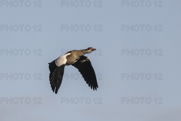 Egyptian goose (Alopochen aegyptiacus), Emsland, Lower Saxony, Germany, Europe