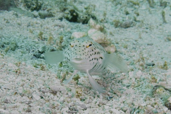 A spotted fish, tail-spotted sand bass (Parapercis hexophthalma), resting on a light-coloured sandy bottom, dive site PED, Nusa Ceningan, Nusa Penida, Bali, Indonesia, Asia