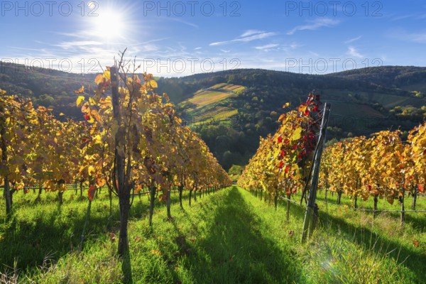 Autumnal vineyards with colourful leaves under bright sunshine in a hilly landscape, Strümpfelbach, Rems Valley, Baden-Württemberg, Germany, Europe