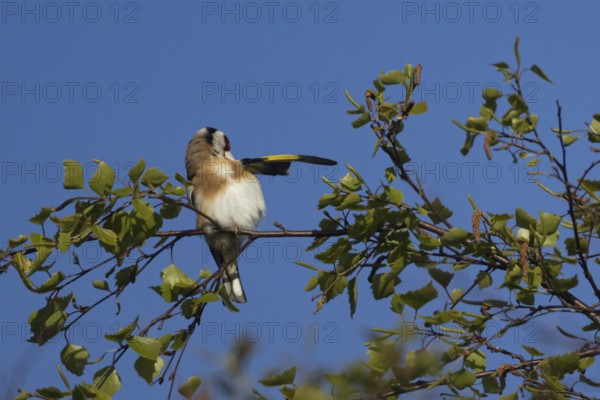 European goldfinch (Carduelis carduelis) adult bird preening on a tree branch in the spring, England, United Kingdom, Europe