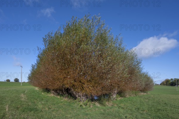 Wicker (Salix viminalis) around a shallow body of water formed from dead ice, Mecklenburg-Western Pomerania, Germany, Europe