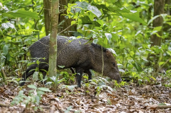 Collared peccary (Pecari tajacu) foraging in the rainforest, Corcovado National Park, Osa, Puntarena Province, Costa Rica, Central America