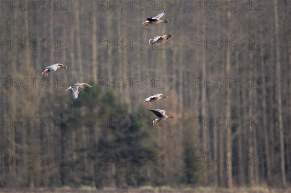 Bean geese (Anser fabalis), flying, Emsland, Lower Saxony, Germany, Europe