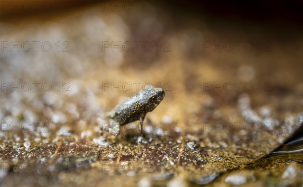 Small frog camouflaging itself on a dry leaf, Corcovado National Park, Osa Peninsula, Puntarena Province, Costa Rica, Central America