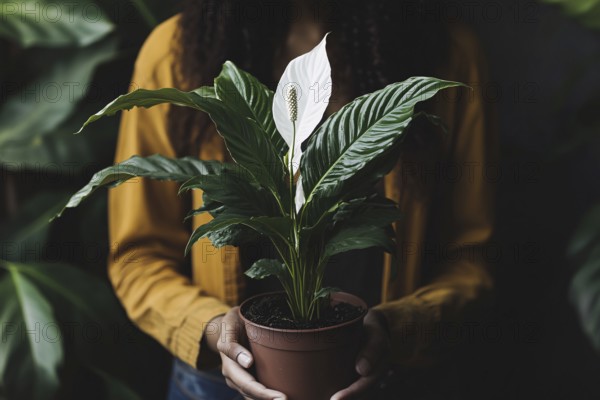 Woman's hands holding potted Peace Lilly houseplant with white flowers. Generative Ai, AI generated