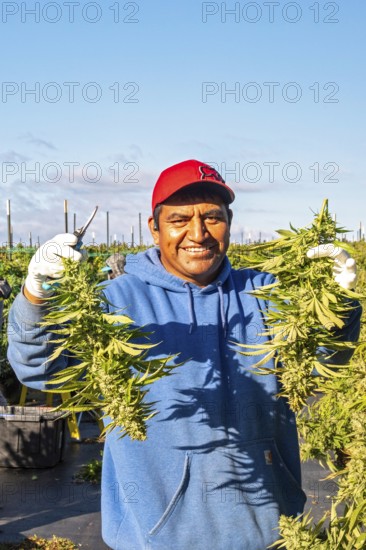 Paw Paw, Michigan, Migrant farmworkers harvest cannabis at Grasshopper Farms