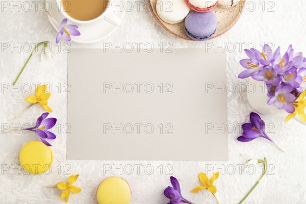 Beige paper sheet mockup with spring snowdrop crocus flowers and multicolored macaroons on gray concrete background. Blank, business card, top view, flat lay, copy space, still life. spring concept