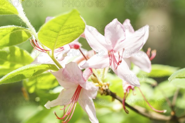 Rhododendron (azalea) flowers of various colors in the spring garden. Closeup. Blurred background