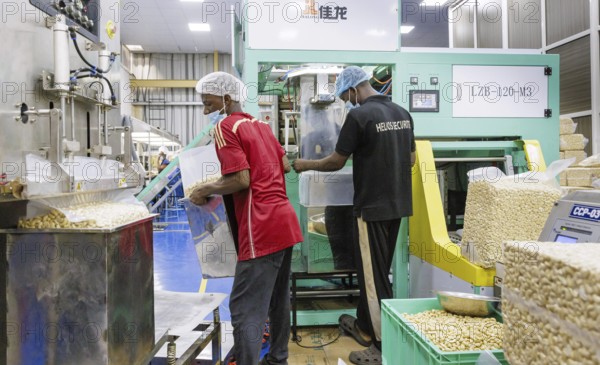 KAJU, cashew factory. Weighing and packing of cashew nut factory near Cotonou in Benin, Glo-Djigbe, 07.03.2024