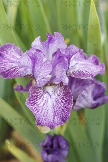 Beautiful multicolored iris flower bloom in the garden. Close up, fragility and summer concept