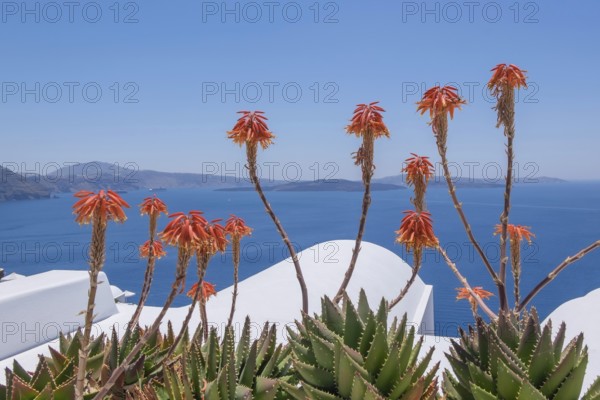 Aloe blossoms in front of the caldera, Oia, Santorini, Cyclades, Greece, Europe