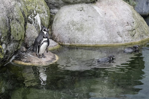 Magellanic penguins (Spheniscus magellanicus), Emmen Zoo, Netherlands