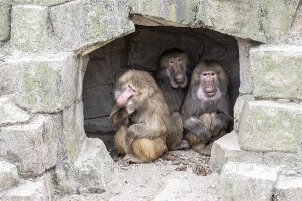 Hamadryas baboons (Papio hamadryas), Emmen Zoo, Netherlands