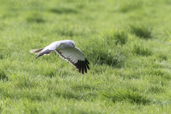 Hen harrier (Circus cyaneus), Emsland, Lower Saxony, Germany, Europe