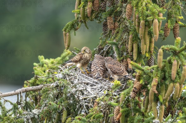 Common kestrel (Falco tinnunculus), female adult bird with fledglings not yet ready to fly in the nest, Rhineland-Palatinate, Germany, Europe