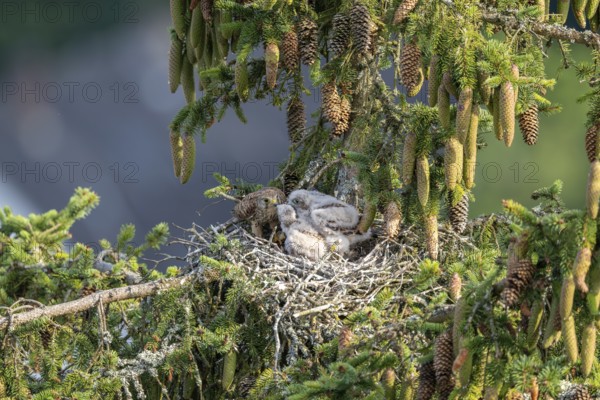 Common kestrel (Falco tinnunculus), female adult bird feeding young birds not yet ready to fly in the nest, Rhineland-Palatinate, Germany, Europe