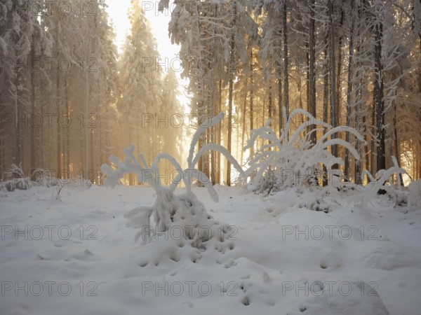 Forest in hoarfrost in the light of the setting sun, Grod, Lindenberg, Beinwil, Freiamt, Canton Aargau, Switzerland, Europe