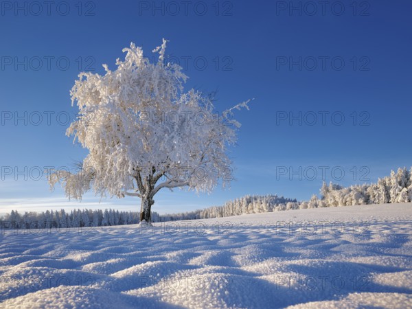 Tree in hoarfrost against a blue sky, Grod, Lindenberg, Beinwil, Freiamt, Canton Aargau, Switzerland, Europe