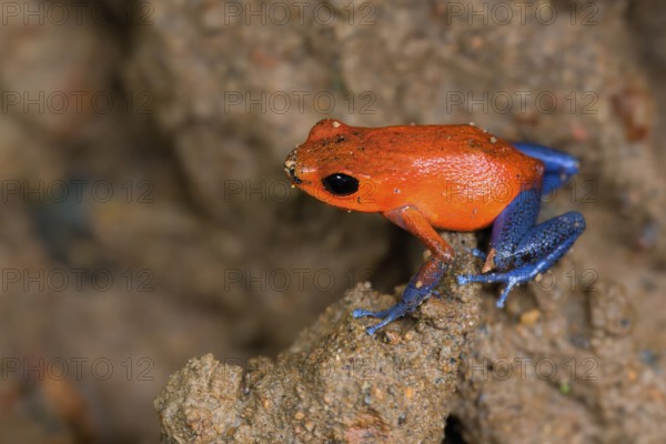 Strawberry poison-dart frog or blue jeans poison frog (Oophaga pumilio), Costa Rica, Central America