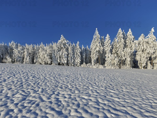 Forest in hoarfrost against a blue sky, Grod, Beinwil. Freiamt, Canton Aargau, Switzerland, Europe