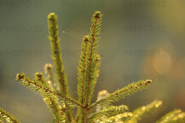 Close-up of fir branches in sunlight with blurred background, European spruce (Picea abies), Bavaria