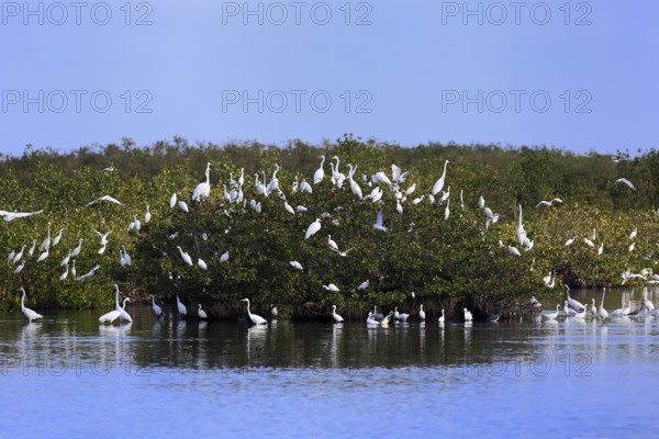 Merritt Island National Wildlife Refuge, Black Point Wildlife Drive, bird colony, breeding site, heron colony, nesting site, Brevard County, Florida, USA, North America