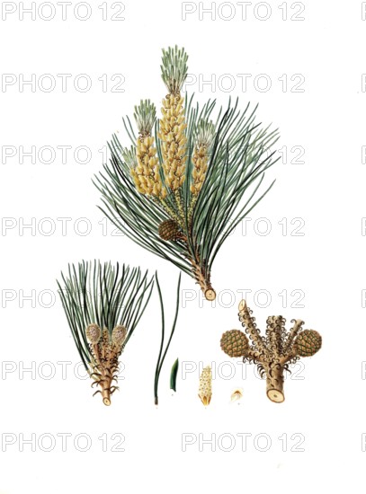 Pinus pinea, Italian stone pine, Mediterranean stone pine, umbrella pine and parasol pine, tree, digitally enhanced reproduction of an original by Aylmer Bourke Lambert (1761 - 1842), English botanist, published around 1810