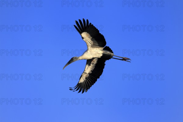 Wood stork (Mycteria americana), adult, flying, St. Augustine, Florida, USA, North America