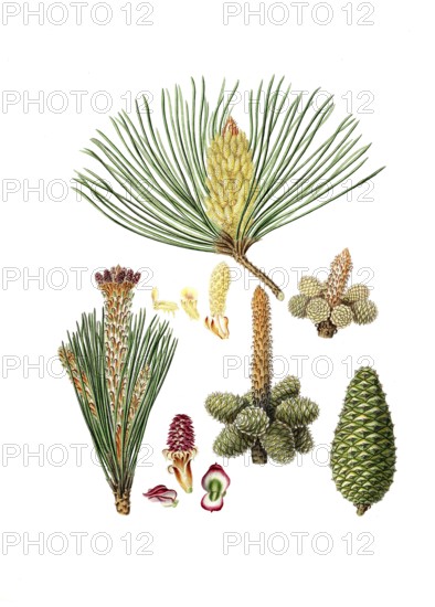 Maritime pine, Pinus pinaster, also Bordeaux pine, hedgehog pine, star pine, maritime pine, maritime beach pine or beach pine, The pinaster, or cluster pine, tree, digitally enhanced reproduction of an original by Aylmer Bourke Lambert (1761 - 1842), English botanist, published around 1810