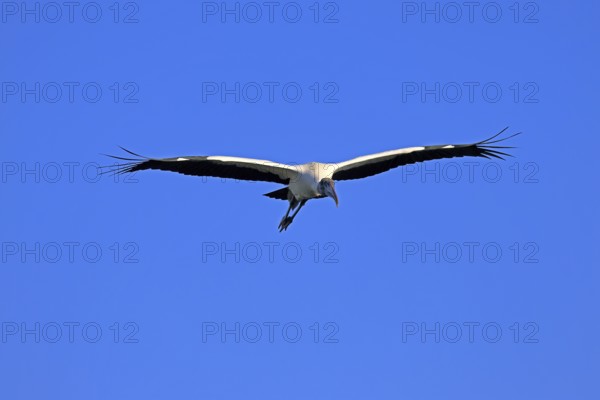 Wood stork (Mycteria americana), adult, flying, St. Augustine, Florida, USA, North America