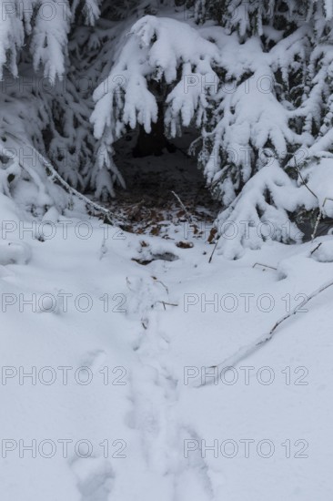 Animal tracks in the snow lead to a warm and sheltered hiding place under a coniferous tree, winter forest at Czorneboh, Upper Lusatia, Saxony, Germany, Europe