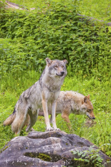 A Eurasian gray wolf (Canis lupus lupus) stands on a rock in hilly terrain in green vegetation. Another wolf passes behind him