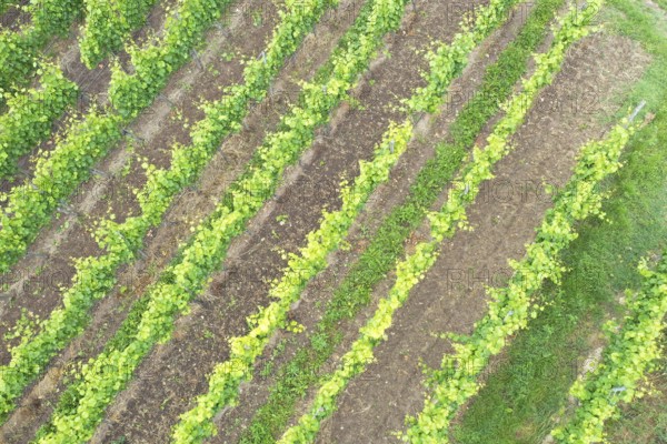 An image of an aerial view vineyard scenery at Kaiserstuhl Germany