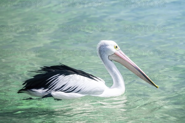 An image of a nice pelican in the australian sea