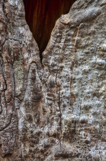 Bark structures, Primeval forest Urwald Sababurg, Weser Uplands, Weserbergland, Hesse, Germany, Europe