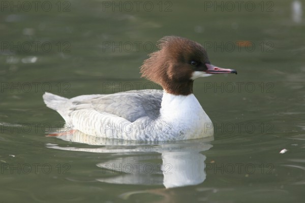 Female Goosander, Female Merganser