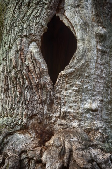 Bark structures, Primeval forest Urwald Sababurg, Weser Uplands, Weserbergland, Hesse, Germany, Europe