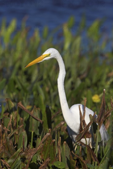 Great White Egret, (Adrea alba, Syn: Casmerodius albus, Egretta alba), Studio