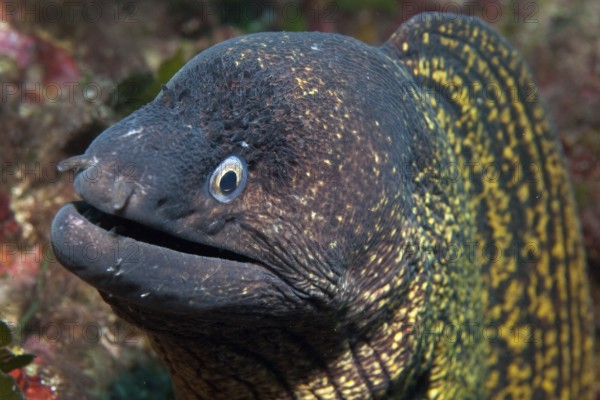 Portrait close-up of head of predatory fish mediterranean moray (Muraena helena) stretching towards viewer, Mediterranean Sea