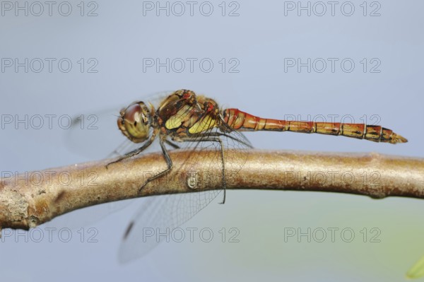 Common darter (Sympetrum striolatum), male, North Rhine-Westphalia, Germany, Europe