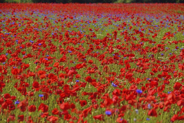 Europe, Germany, Mecklenburg-Western Pomerania, Poppy field near Göhren-Lebbin, Göhren-Lebbin, Mecklenburg-Western Pomerania, Germany, Europe